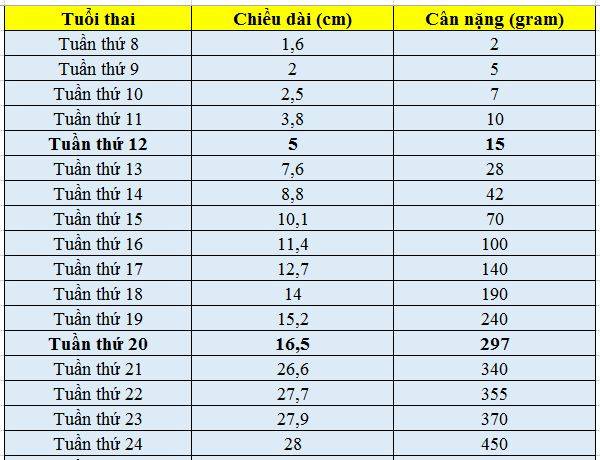 thai 17 tuần nặng bao nhiêu