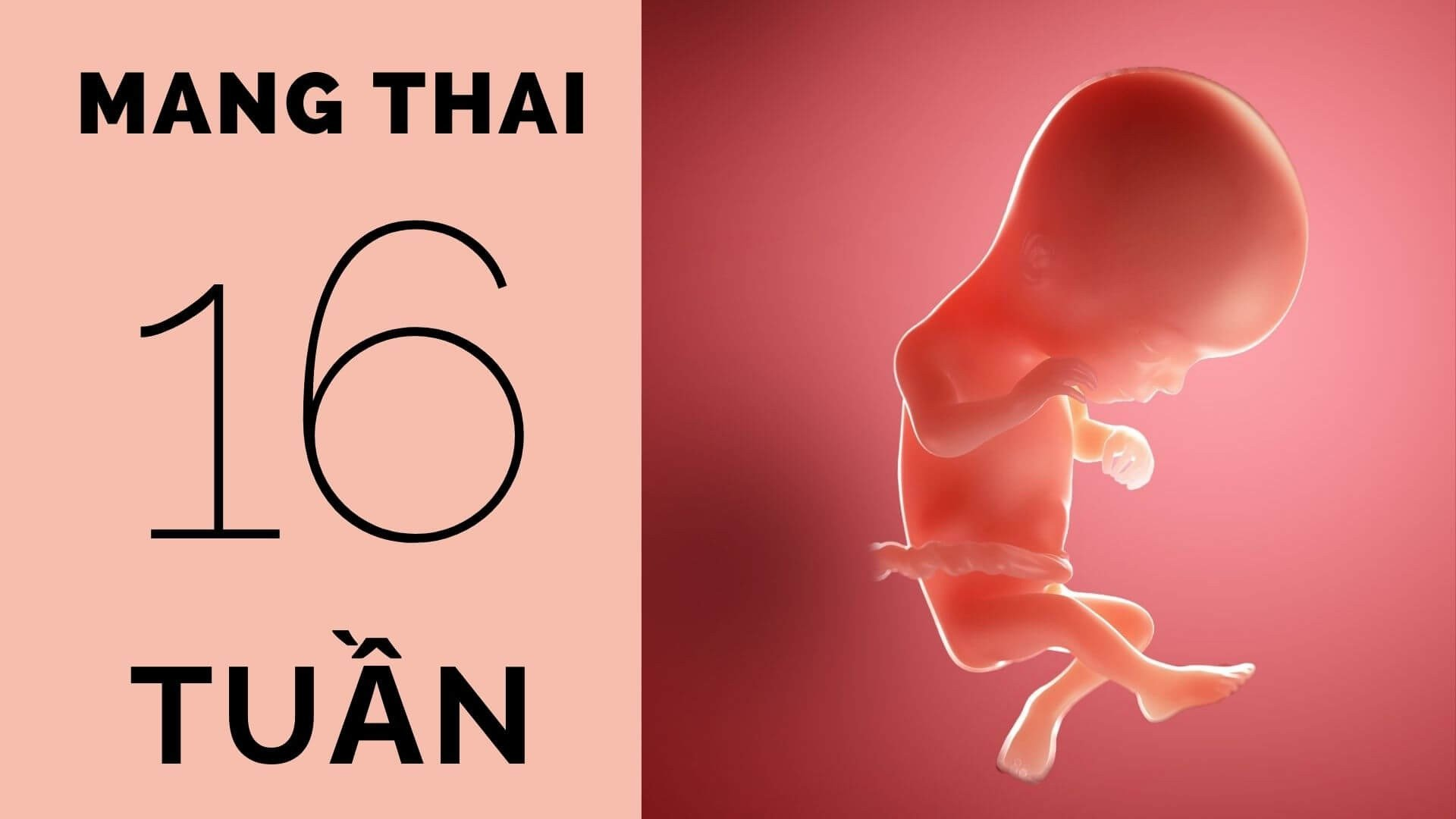 Thai 16 tuần tuổi phát triển như thế nào?