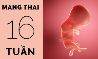 Thai 16 tuần tuổi phát triển như thế nào?