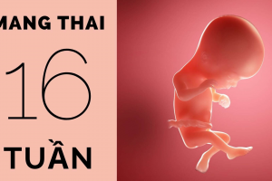 Thai 16 tuần tuổi phát triển như thế nào?